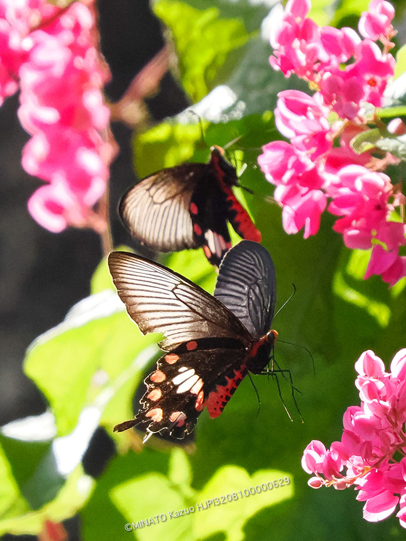 ベニモンアゲハ