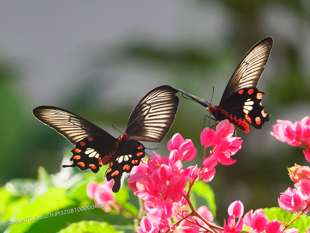 ベニモンアゲハ