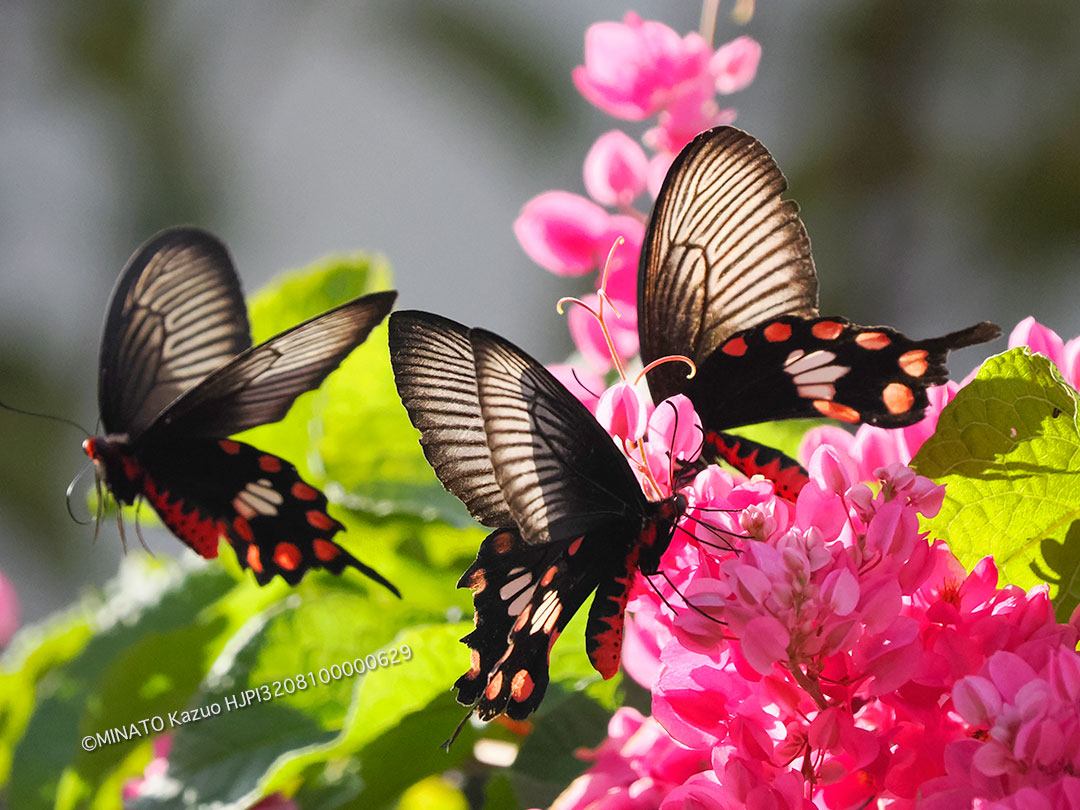 ベニモンアゲハ