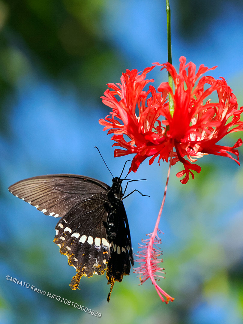 シロオビアゲハ I 型