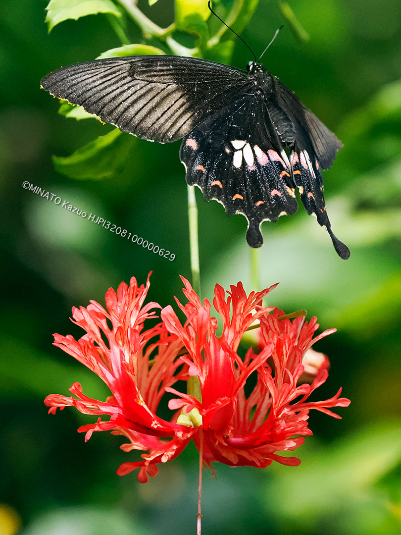 シロオビアゲハ II 型