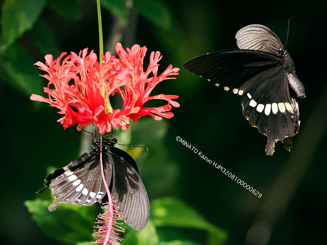 シロオビアゲハ