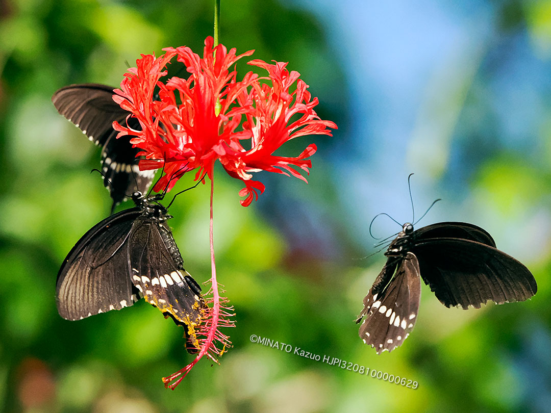 シロオビアゲハ