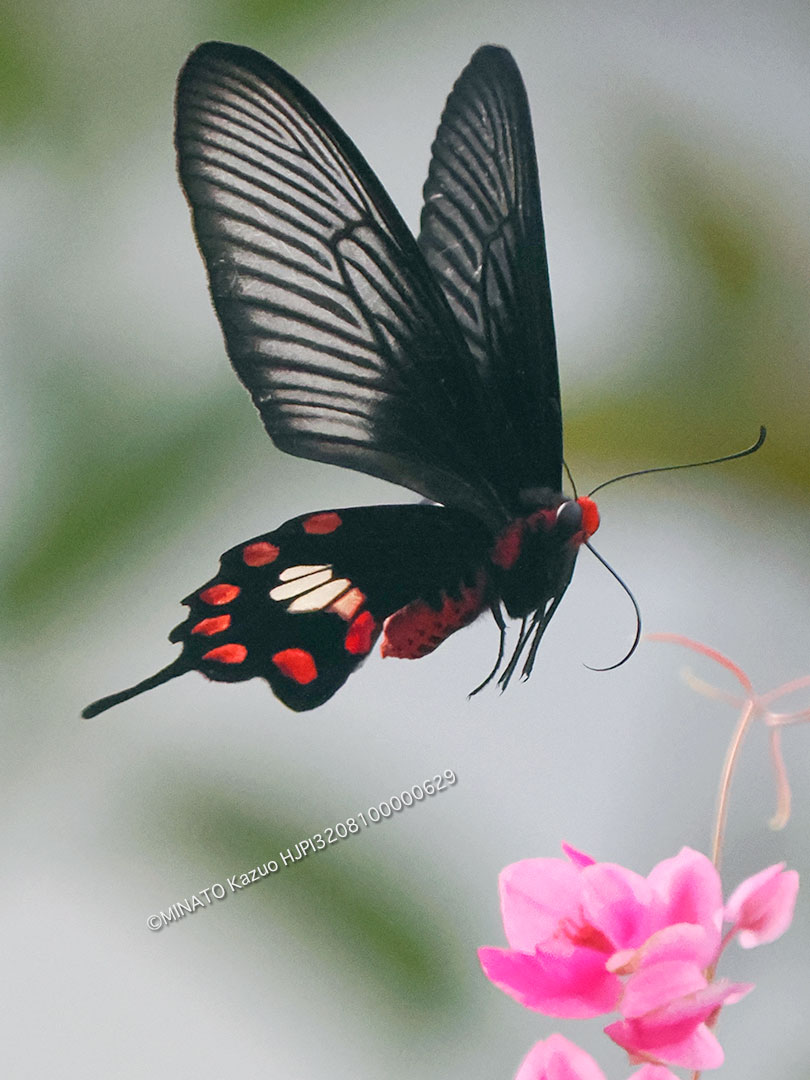 ベニモンアゲハ