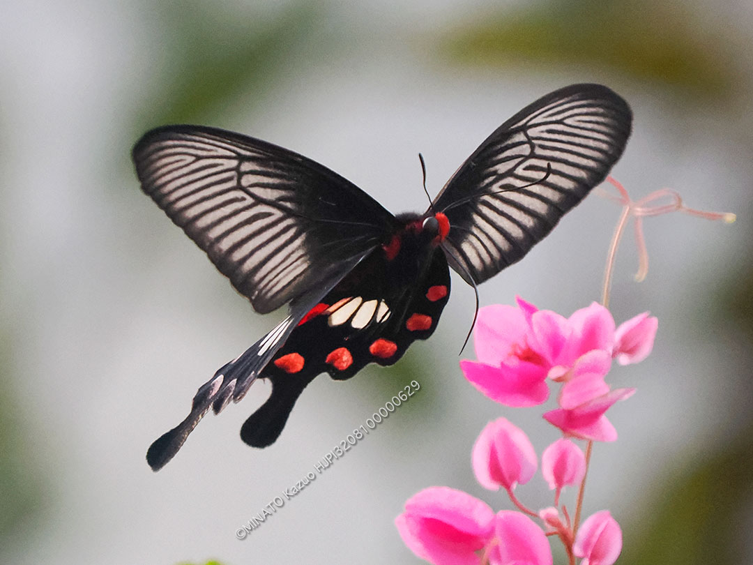 ベニモンアゲハ