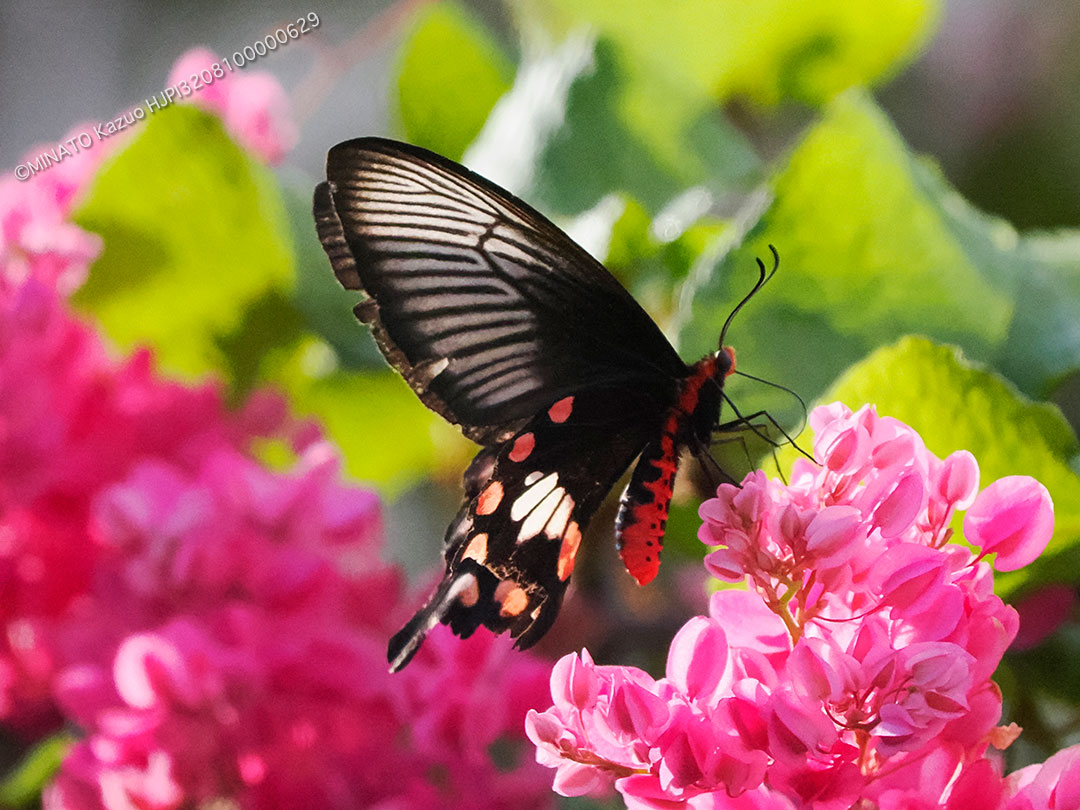 ベニモンアゲハ