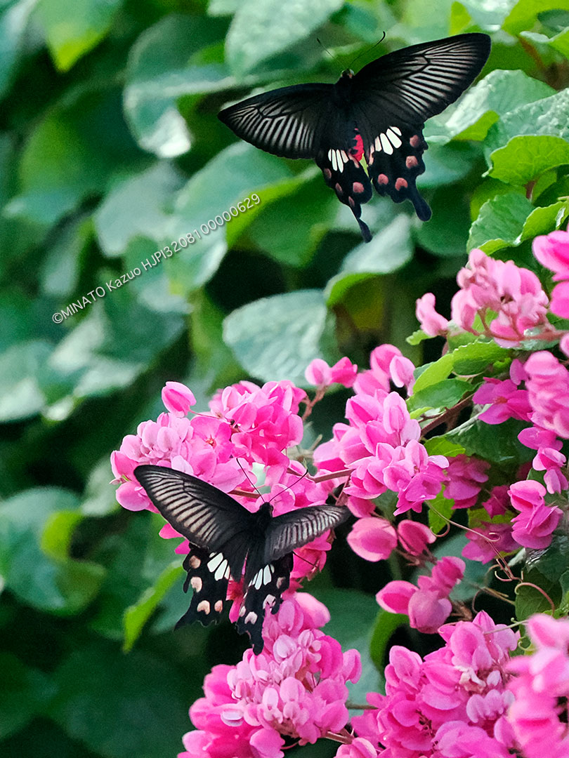 ベニモンアゲハ