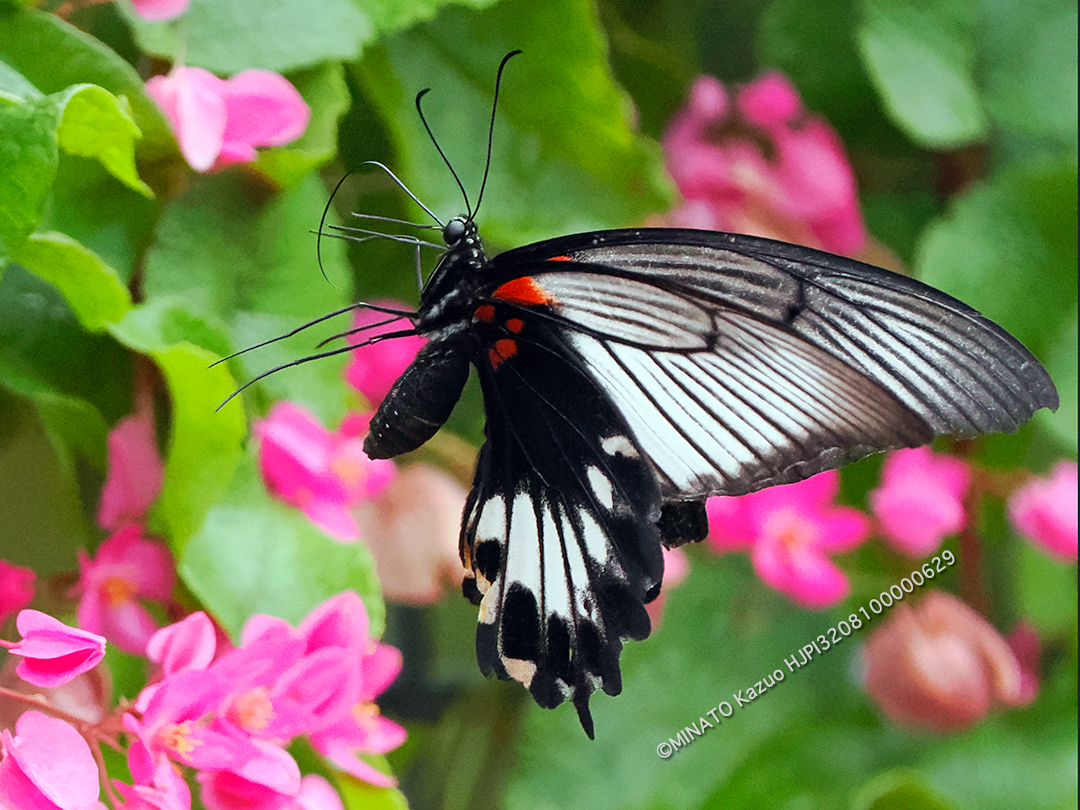 ナガサキアゲハ雌
