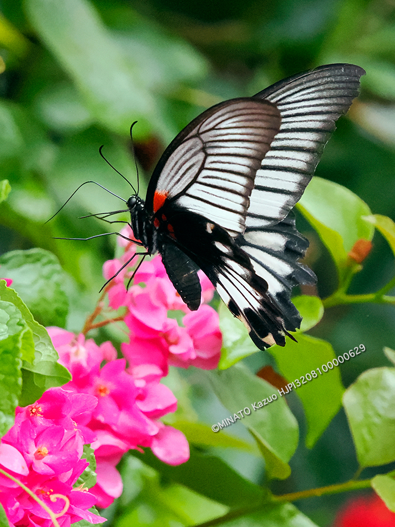 ナガサキアゲハ雌