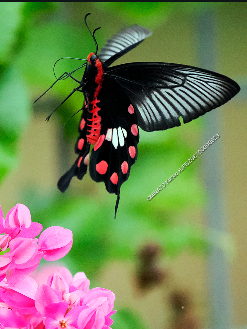 ベニモンアゲハ