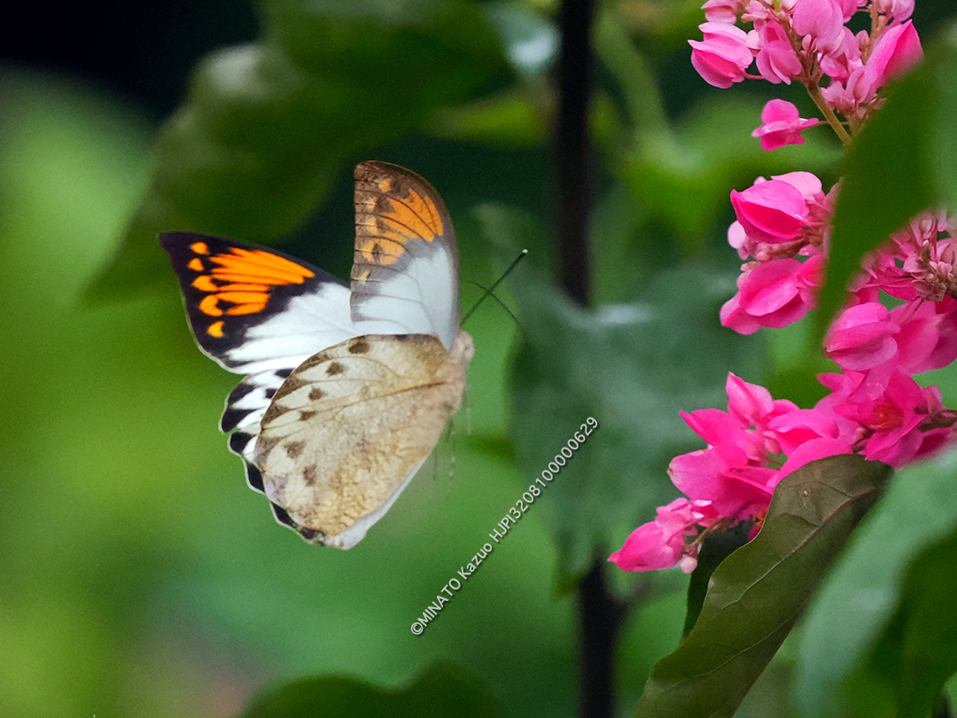 ツマベニチョウ雌