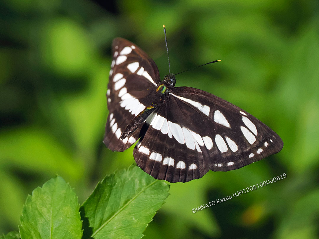 リュウキュウミスジ