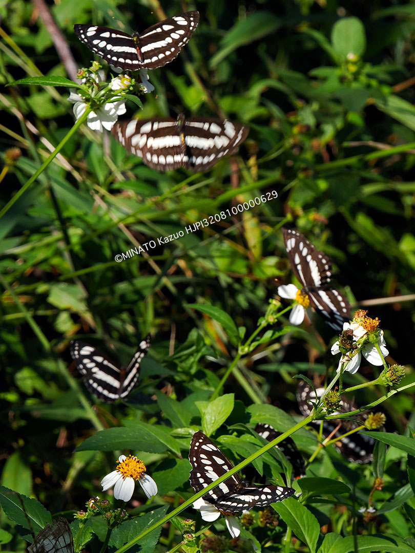 リュウキュウミスジ