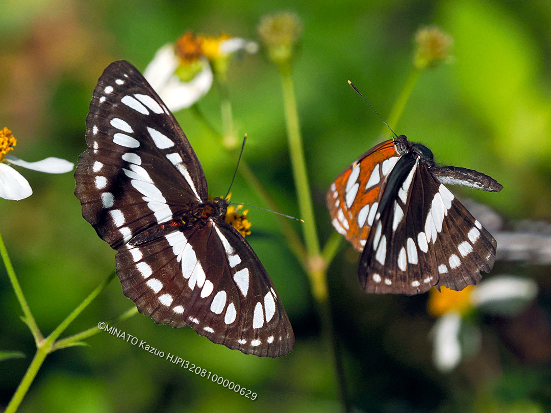 リュウキュウミスジ