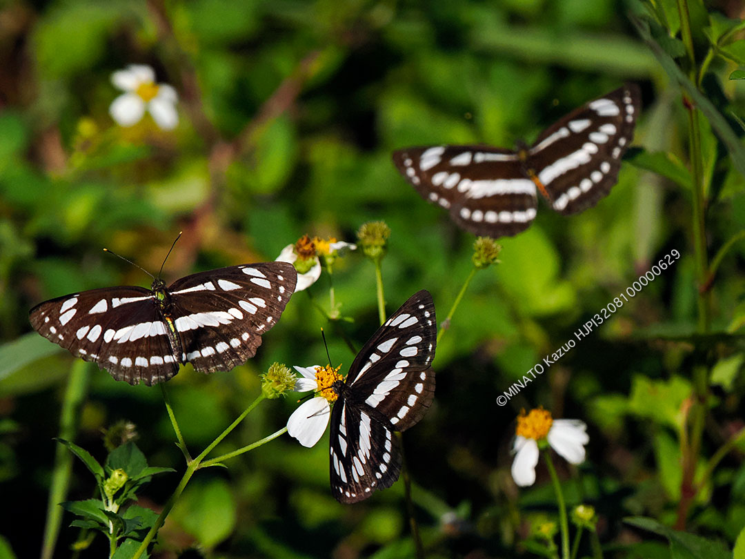 リュウキュウミスジ