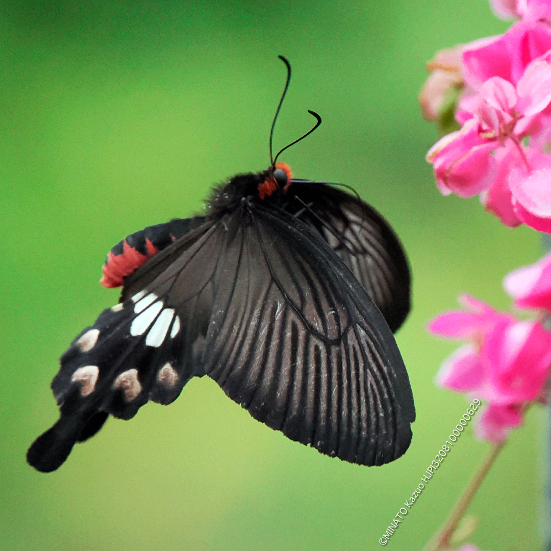 ベニモンアゲハ