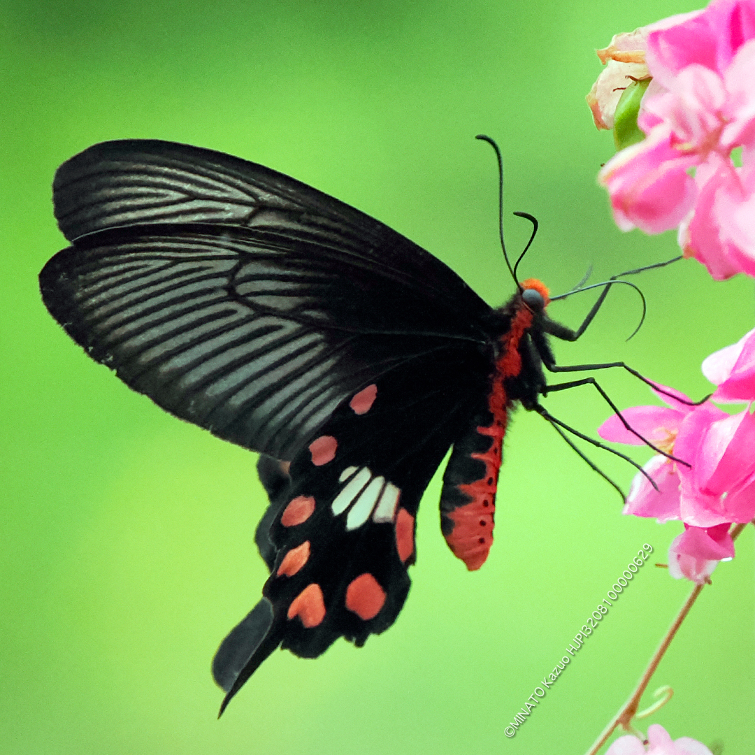 ベニモンアゲハ