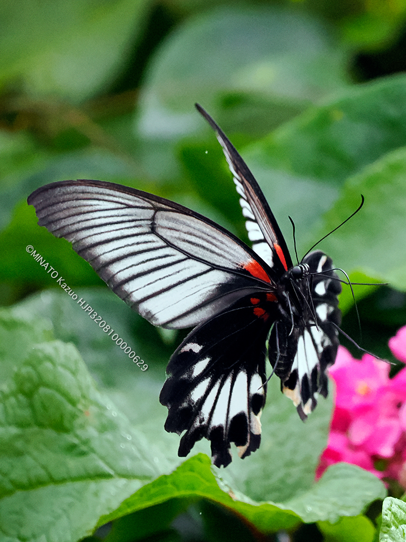 ナガサキアゲハ雌