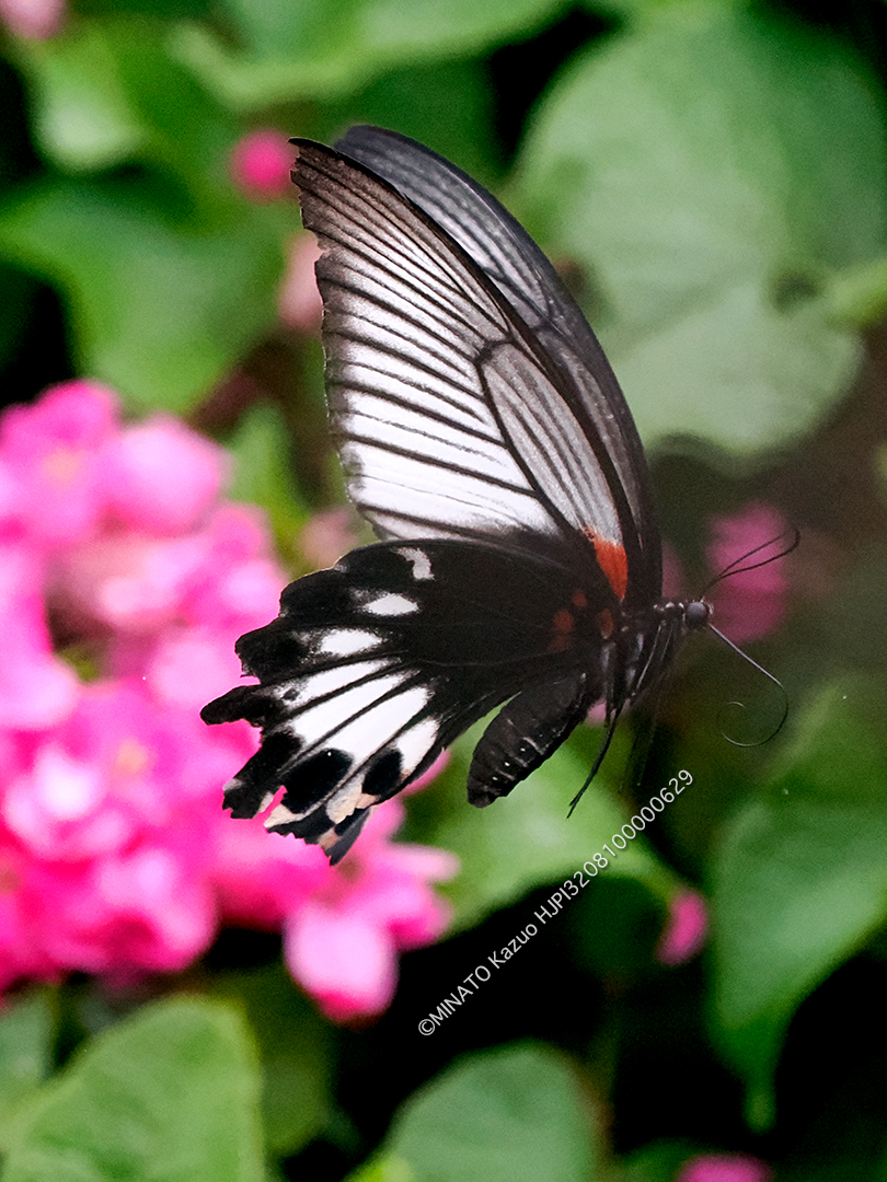 ナガさきアゲハ雌