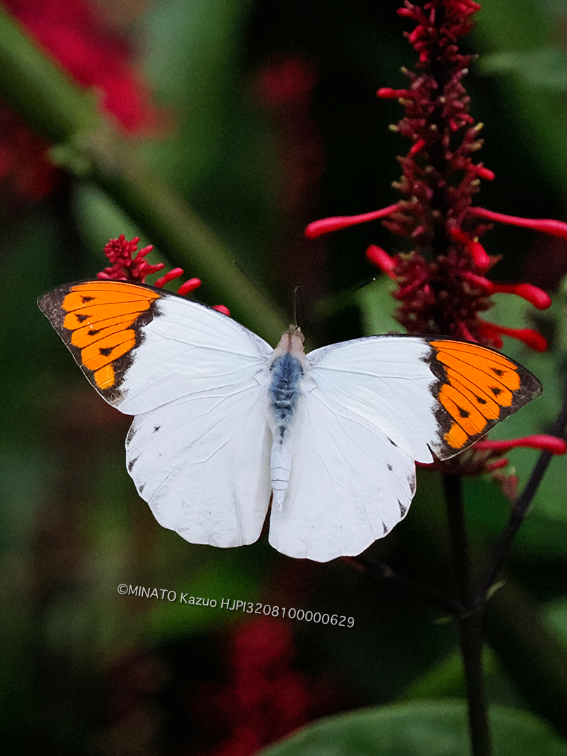 ツマベニチョウ