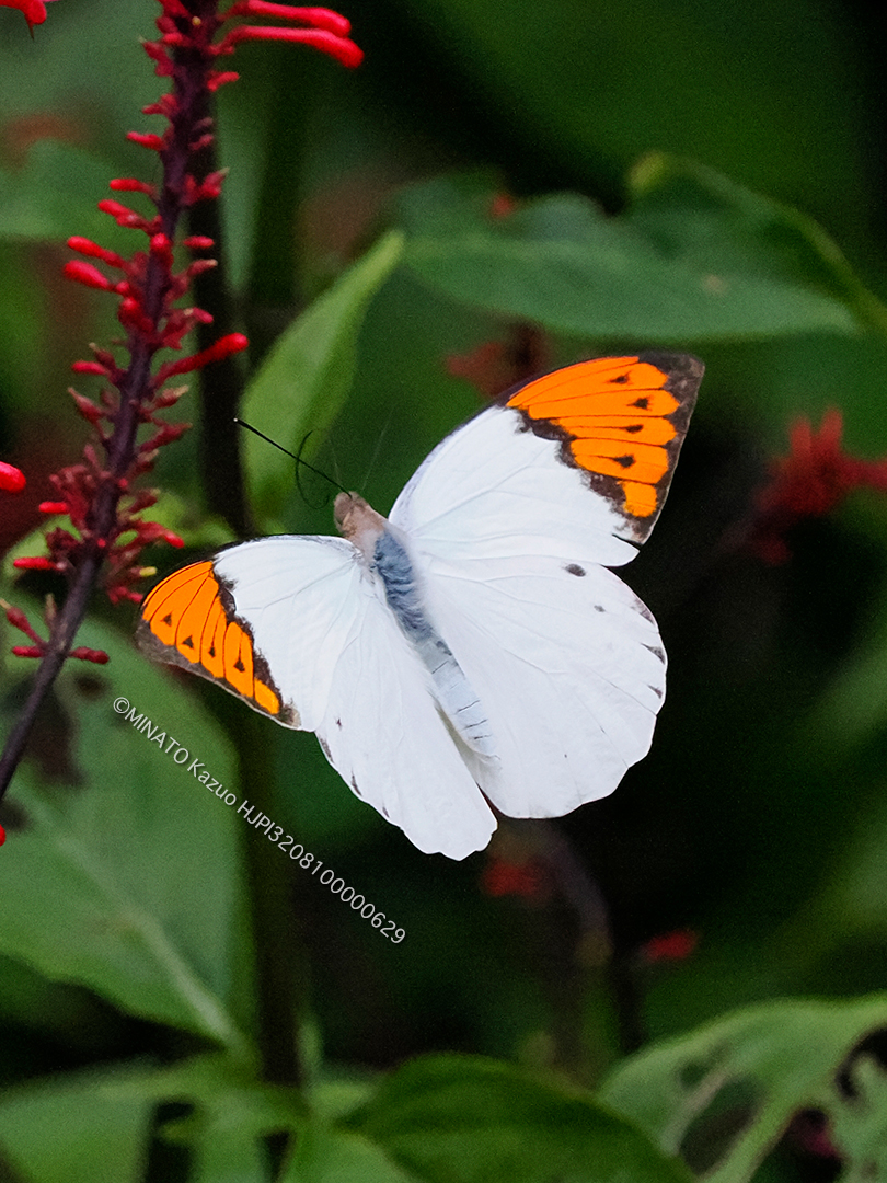 ツマベニチョウ