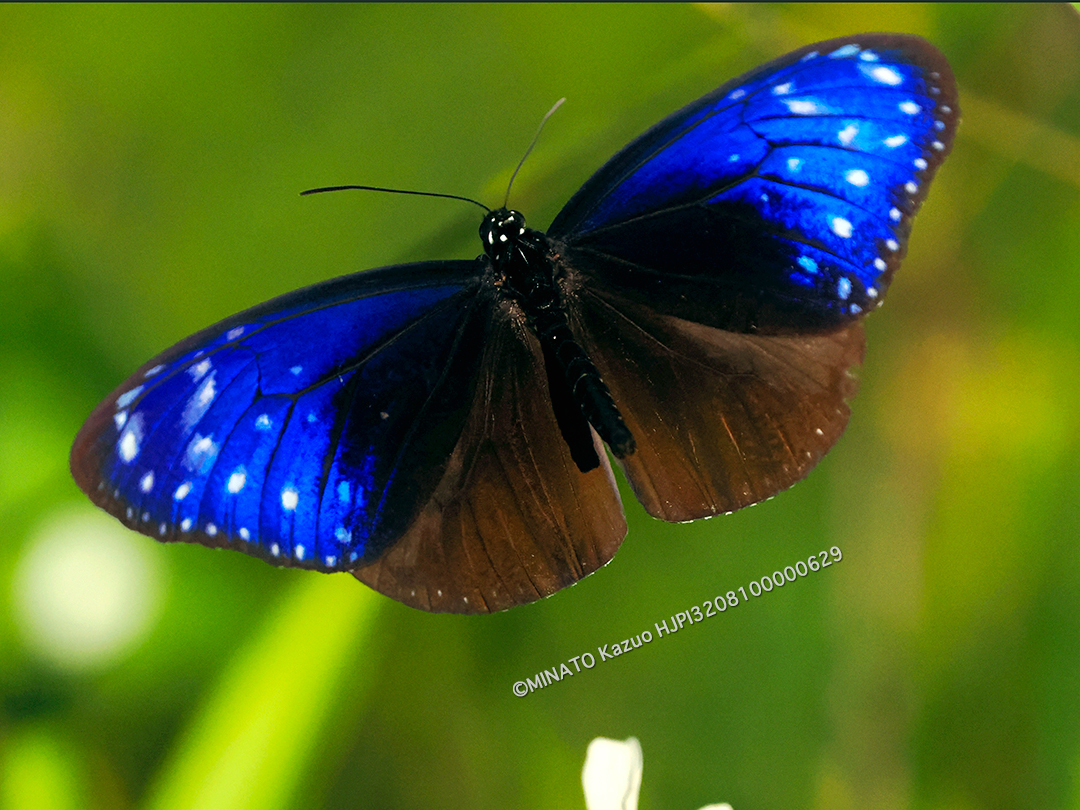 ツマムラサキマダラ雄