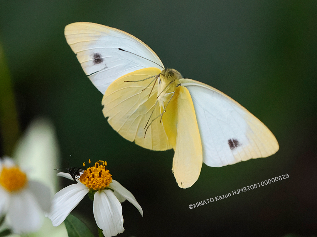 ナミエシロチョウ雄