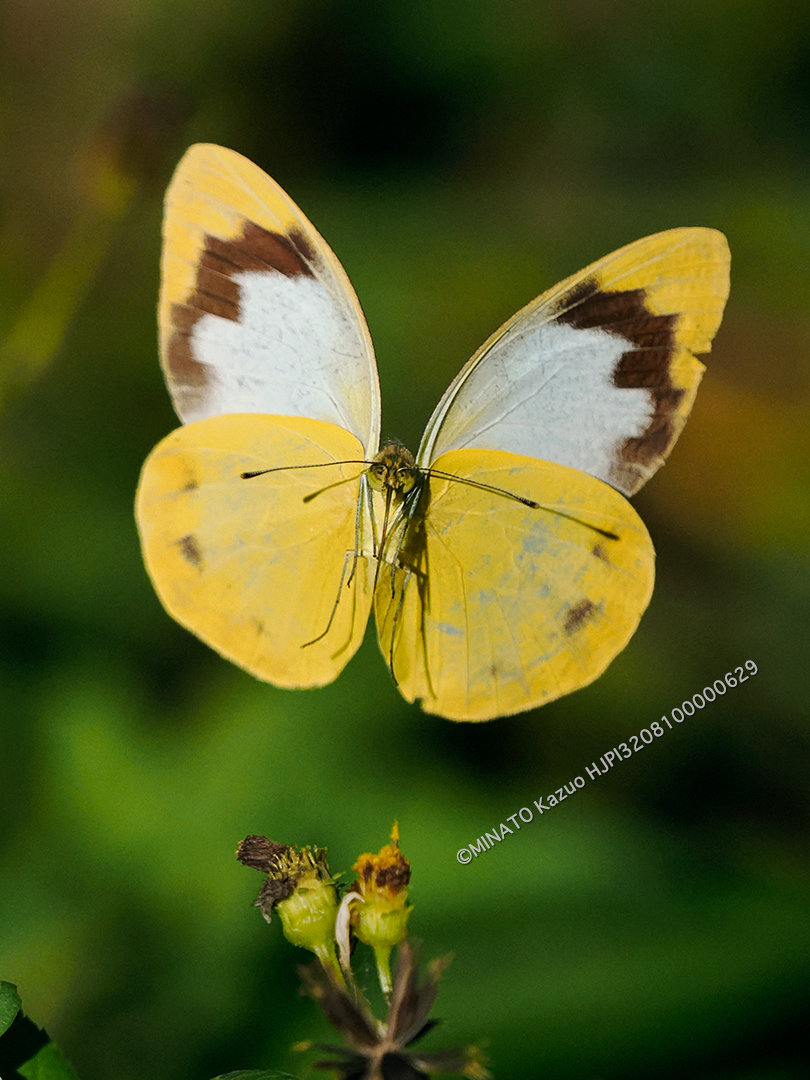 ナミエシロチョウ雌