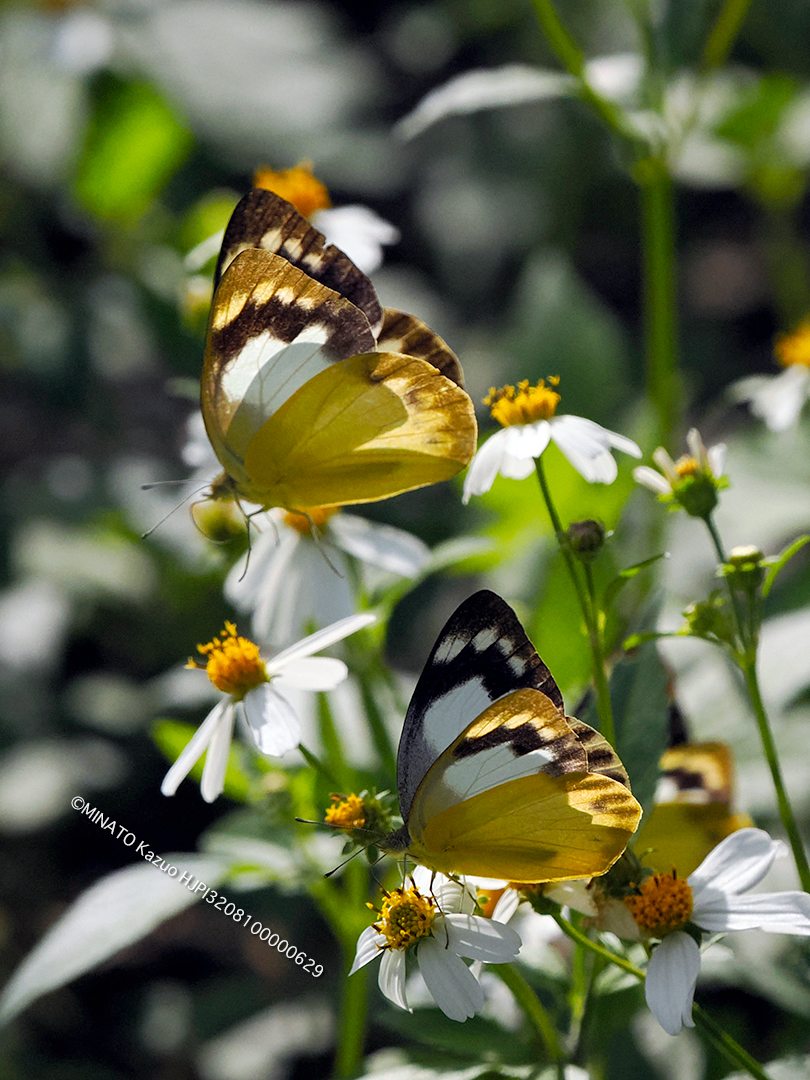 ナミエシロチョウ