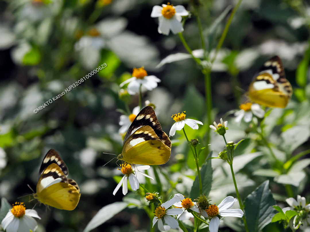 ナミエシロチョウ