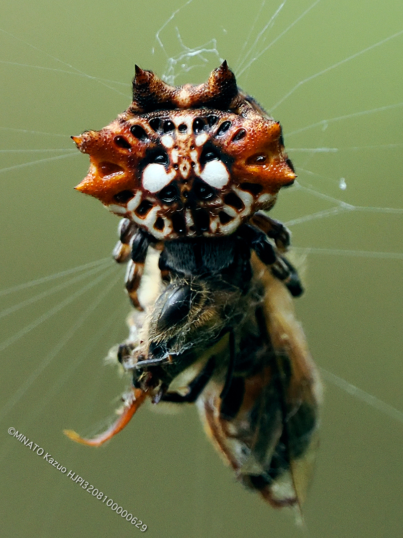 チブサトゲグモ