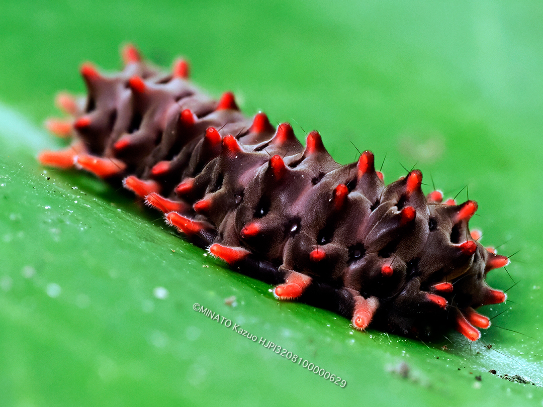 クロツバメ幼虫