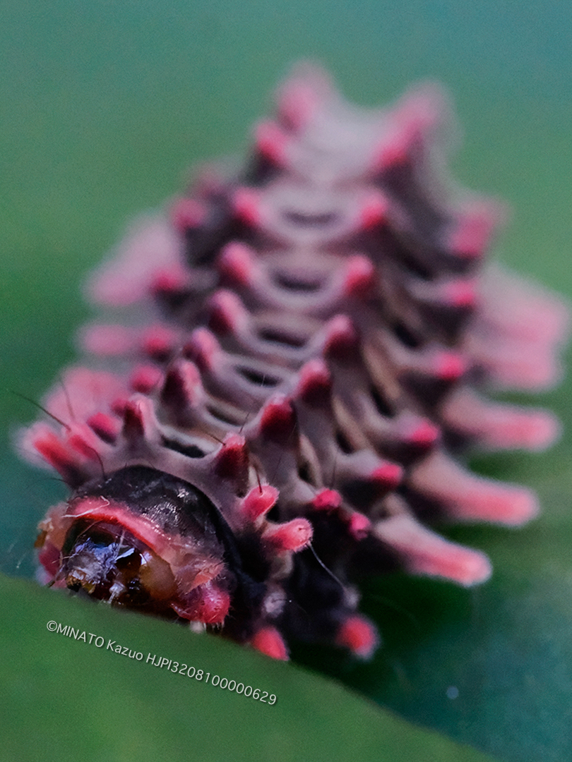 クロツバメ幼虫