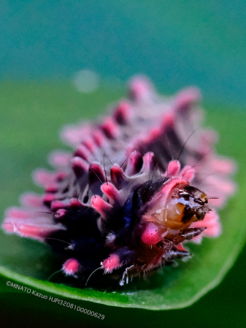クロツバメ幼虫