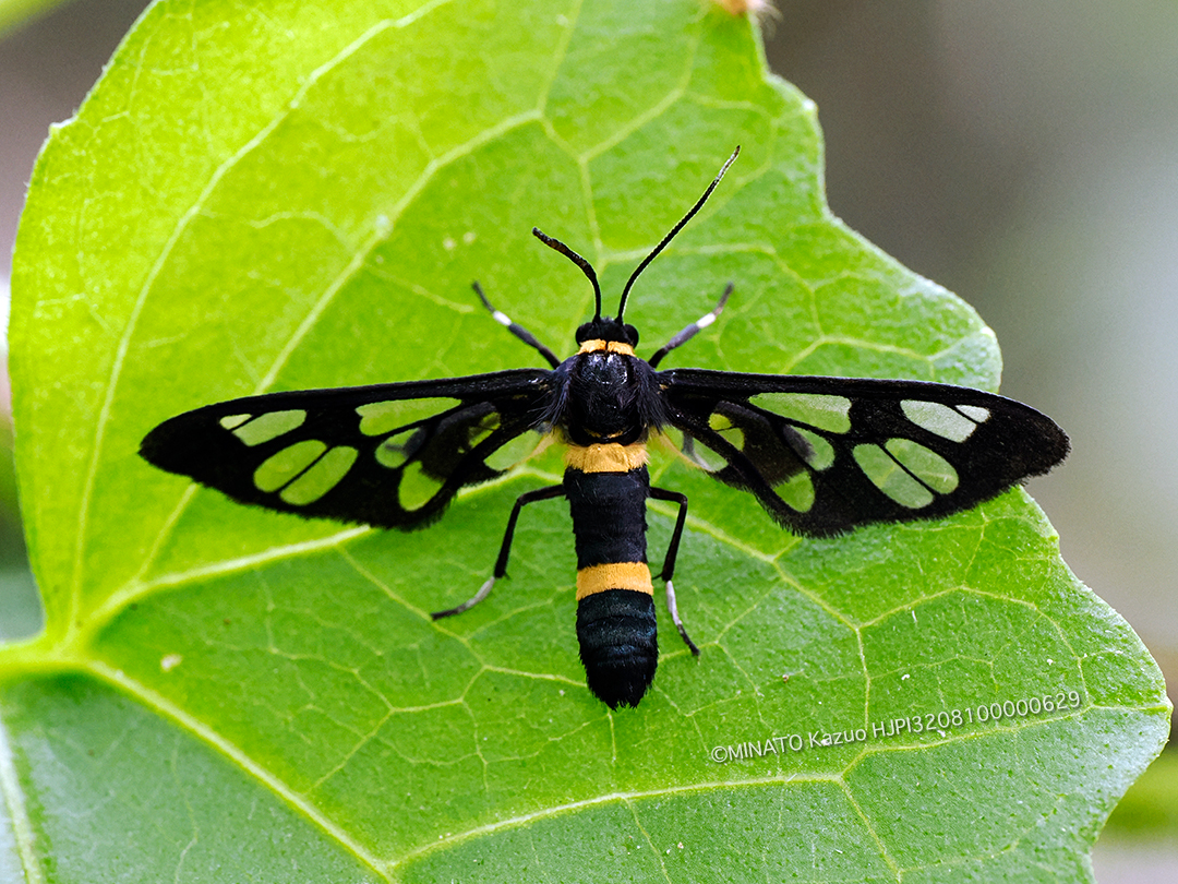 ムラマツカノコ