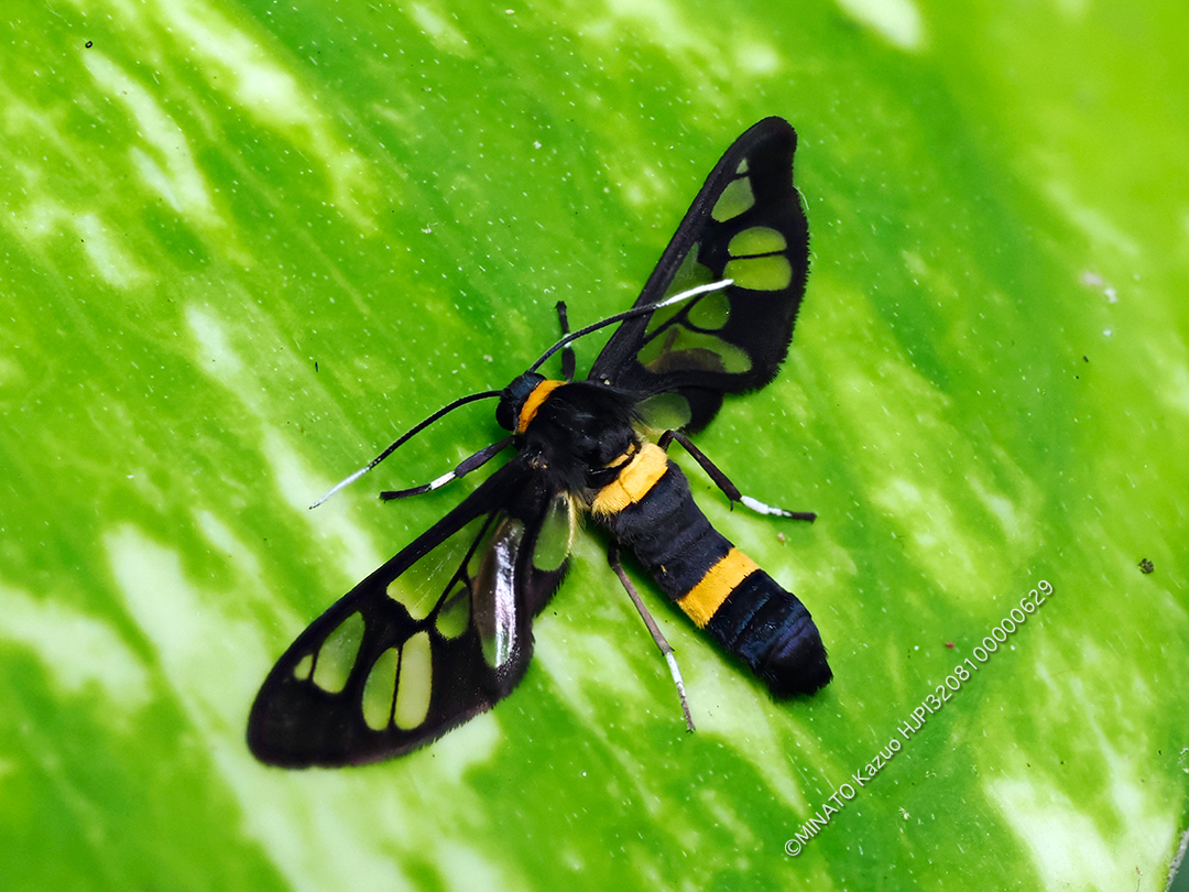 ムラマツカノコ