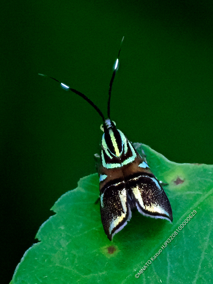 イヌビワオオハマキモドキ イヌビワオオハマキモドキ