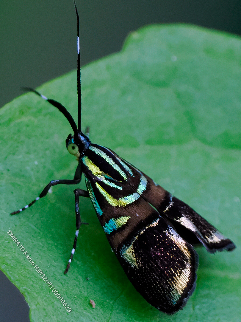 イヌビワオオハマキモドキ イヌビワオオハマキモドキ