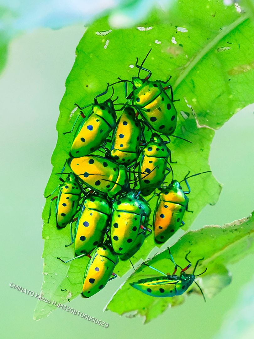 ナナホシキンカメムシ ナナホシキンカメムシ