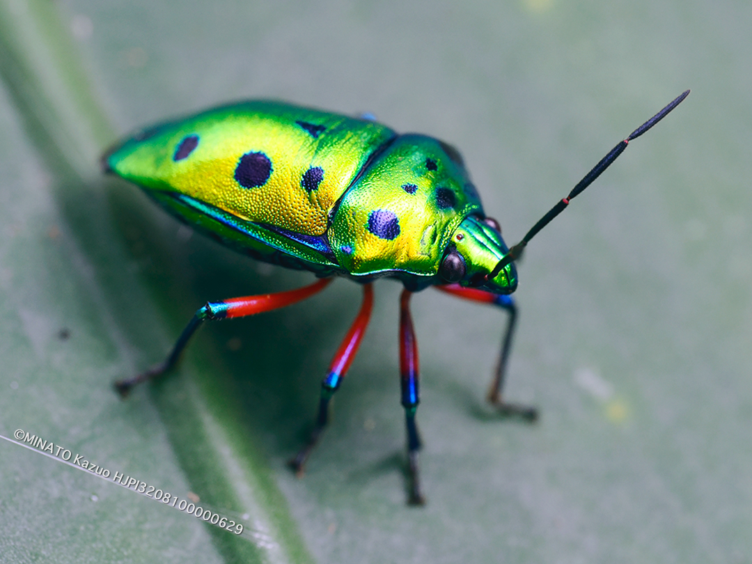 ナナホシキンカメムシ ナナホシキンカメムシ