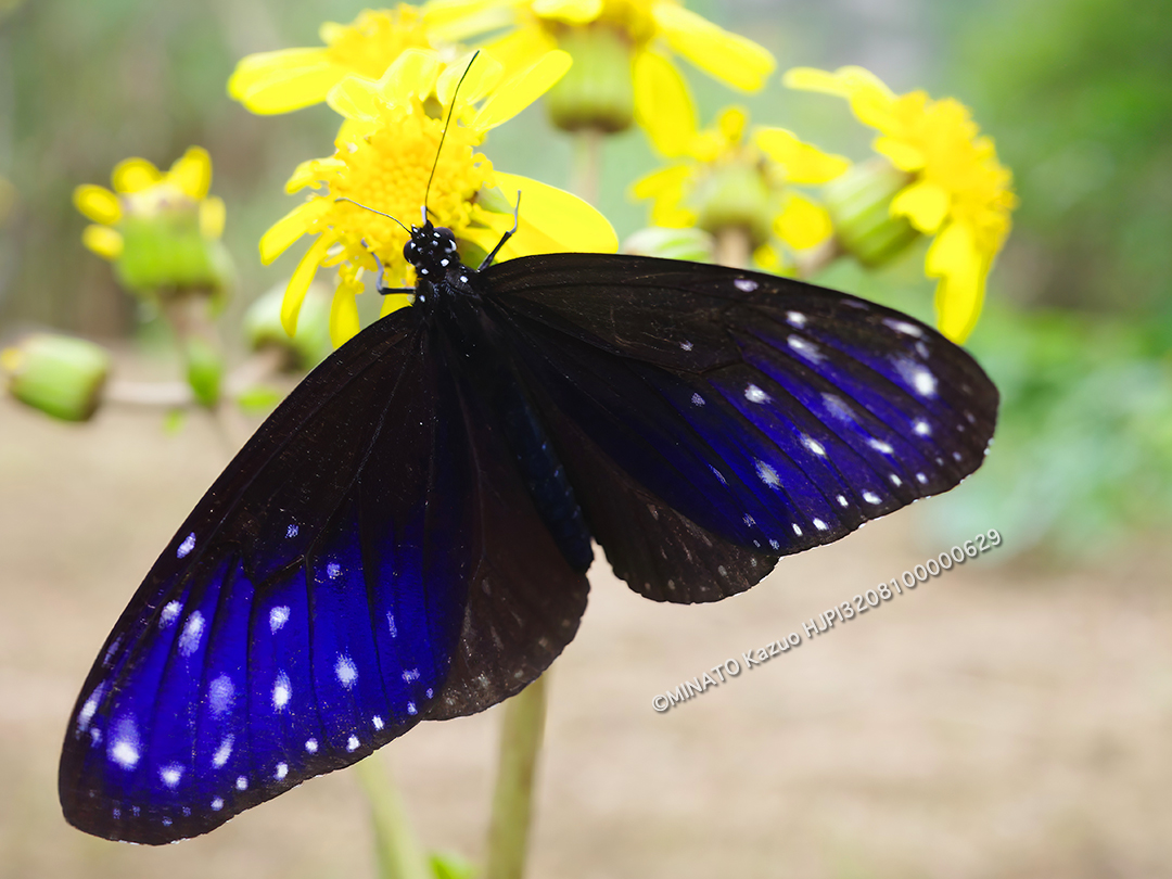 ツマムラサキマダラ雄 ツマムラサキマダラ雄