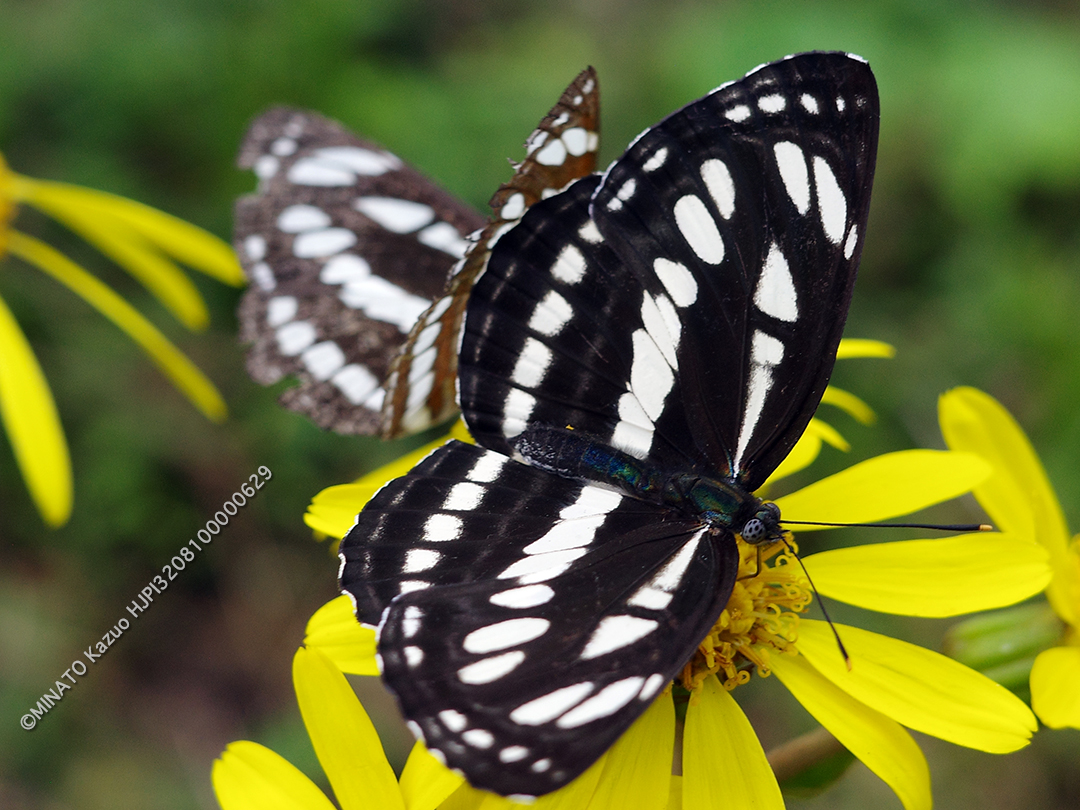 リュウキュウミスジ リュウキュウミスジ