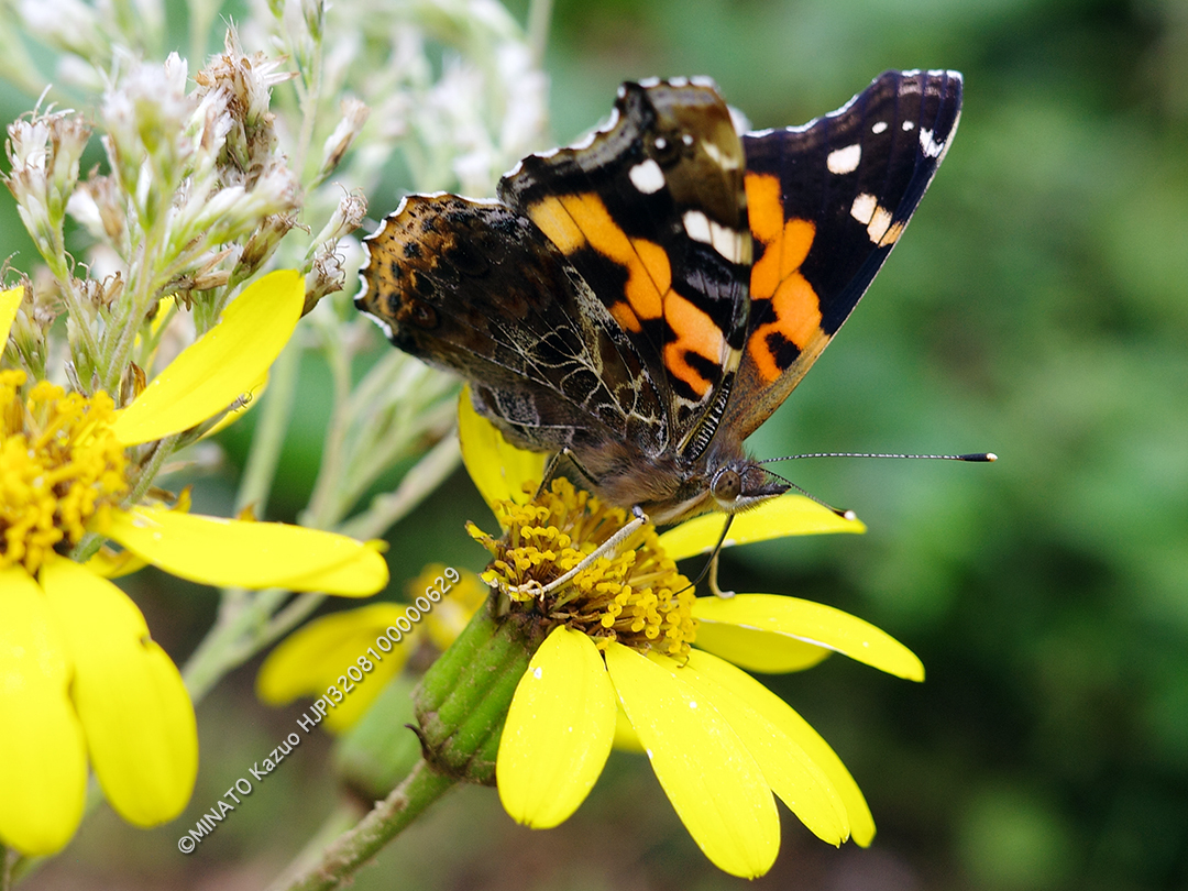 アカタテハ アカタテハ