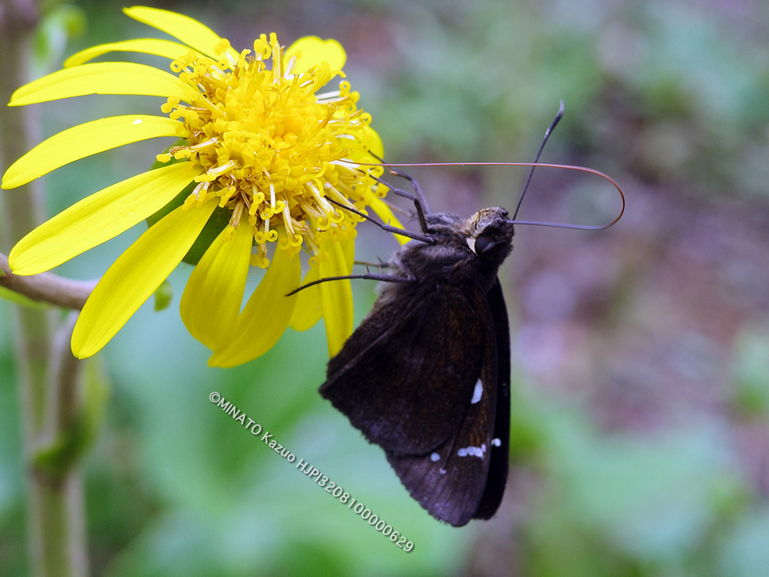 クロセセリ クロセセリ