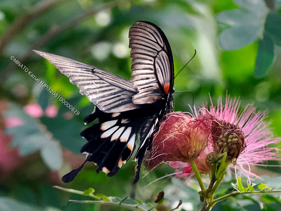 ナガサキアゲハ有尾型雌