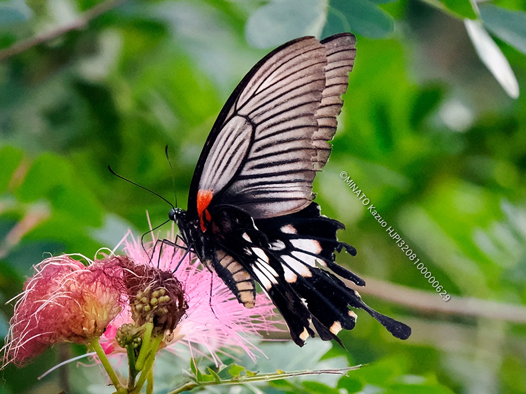 ナガサキアゲハ有尾型雌