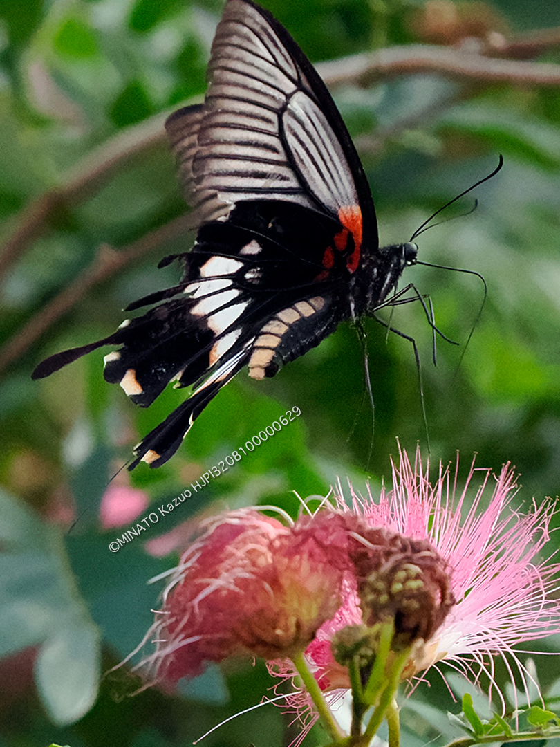 ナガサキアゲハ有尾型雌