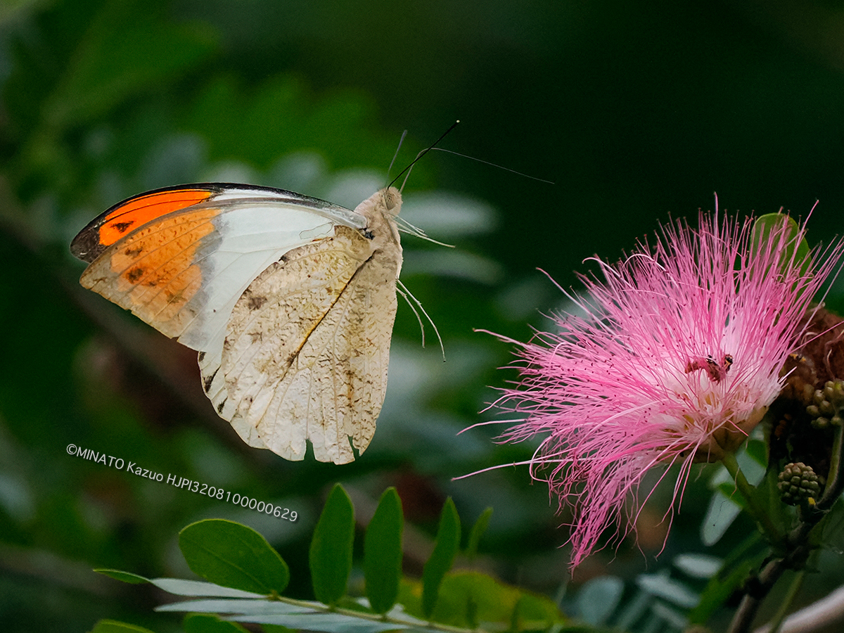 ツマベニチョウ ツマベニチョウ