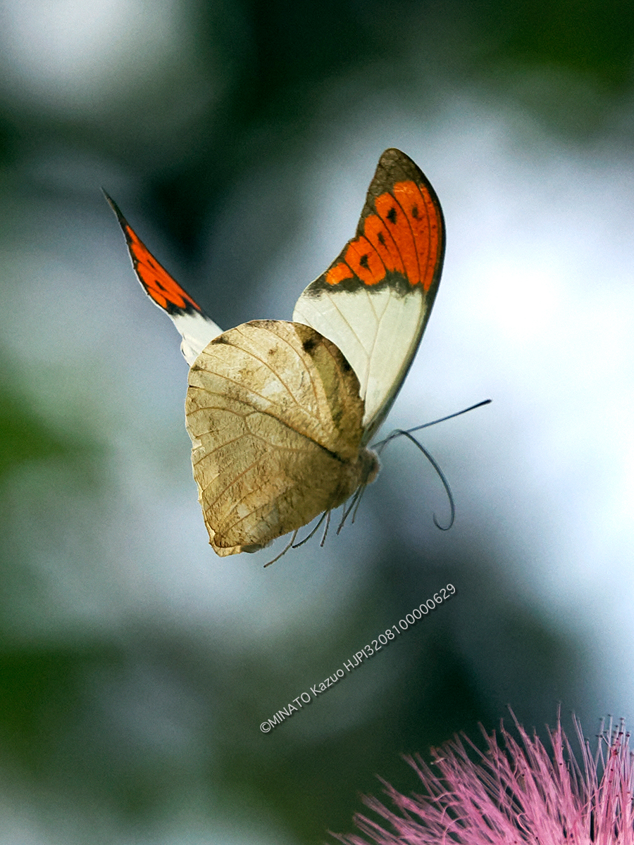 ツマベニチョウ ツマベニチョウ
