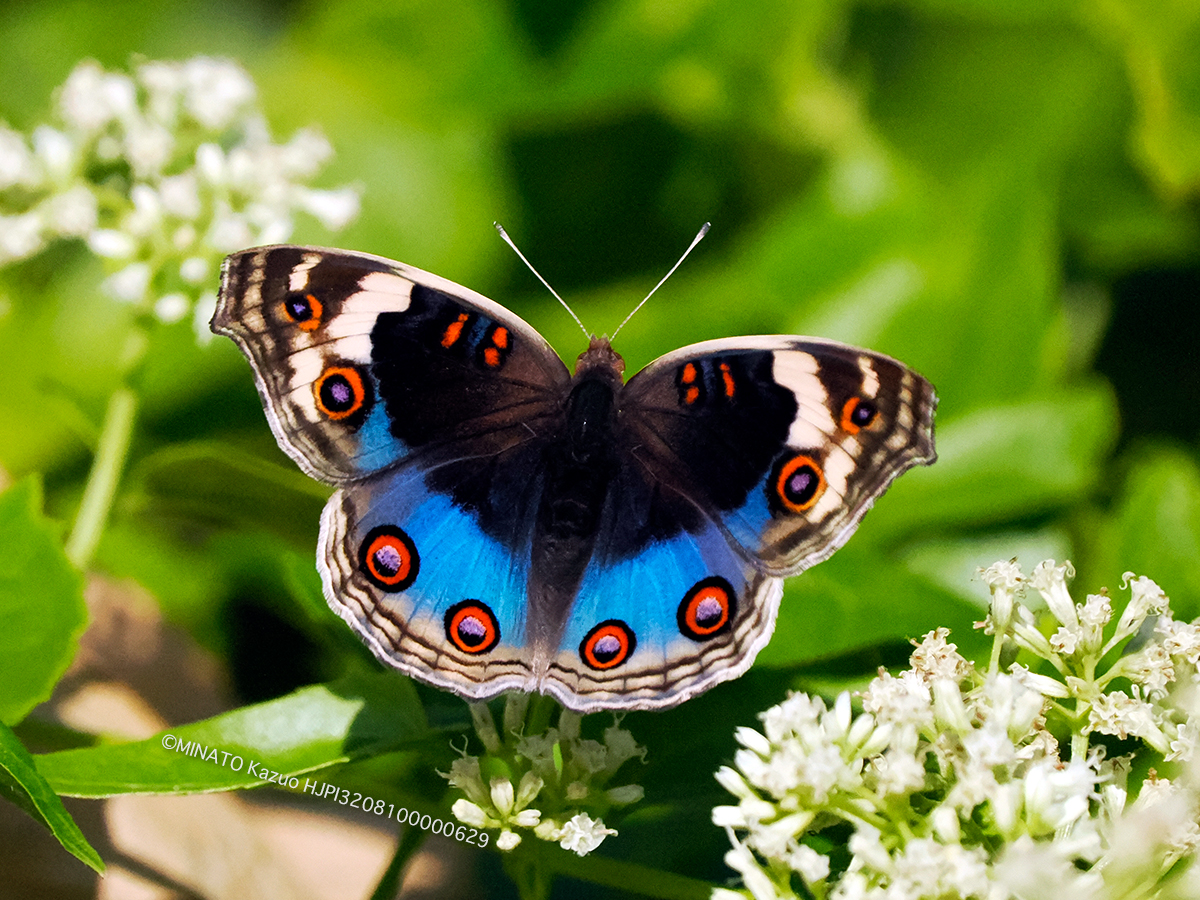 アオタテハモドキ雌 アオタテハモドキ雌
